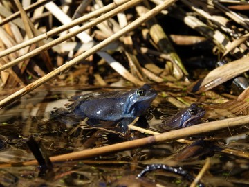 Samiec żaby moczarowej w szacie godowej i samica, <p>Sebastian Piskorski</p>